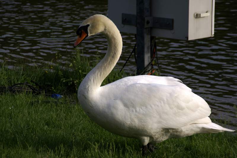 Schwaene auf der Sauer Bild Nr.050